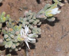 Drosanthemum eburneum