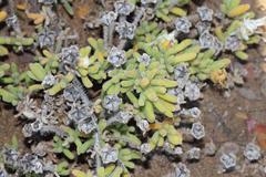 Drosanthemum eburneum