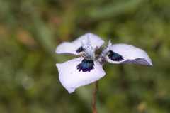 Moraea aristata