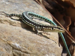 Anatololacerta anatolica