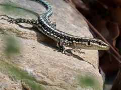 Anatololacerta anatolica