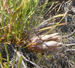 Protea pudens