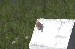 Pseudopodoces humilis