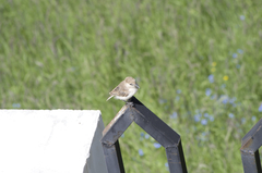 Pseudopodoces humilis