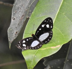 Neptis praslini
