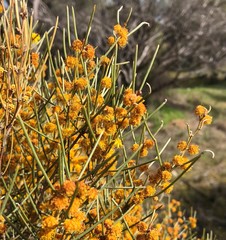 Acacia rigens