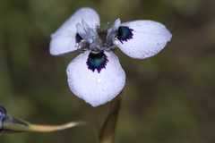 Moraea aristata