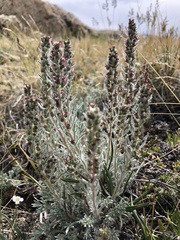 Artemisia pycnorrhiza