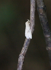 Olulis puncticinctalis