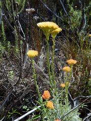 Helichrysum rutilans