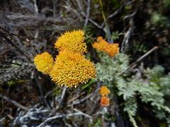 Helichrysum rutilans