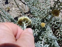 Helichrysum rutilans
