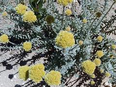 Helichrysum rutilans