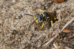 Philanthus solivagus