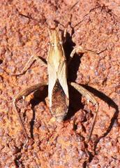 Nariscus cinctiventris