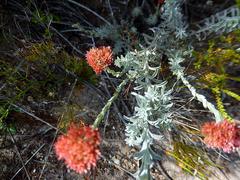 Helichrysum rutilans