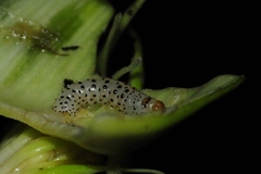 Neuranethes spodopterodes