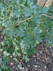 Crataegus monogyna