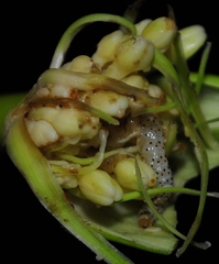 Neuranethes spodopterodes