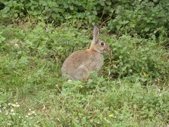 Oryctolagus cuniculus