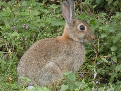 Oryctolagus cuniculus