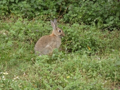 Oryctolagus cuniculus