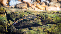 Sicyopterus lagocephalus