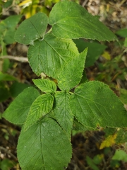 Rubus sachalinensis