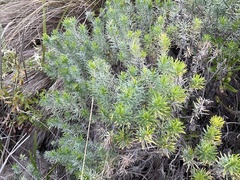 Olearia glutinosa