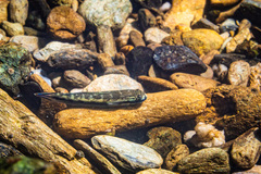 Sicyopterus lagocephalus