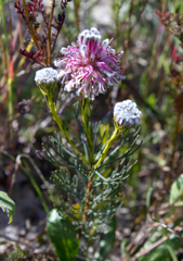 Serruria furcellata