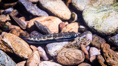 Sicyopterus lagocephalus