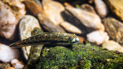 Sicyopterus lagocephalus