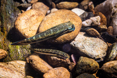 Sicyopterus lagocephalus