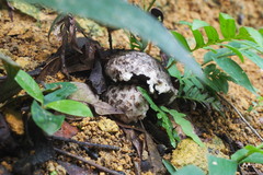 Strobilomyces latirimosus