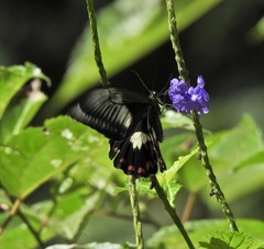 Papilio ambrax