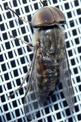 Tabanus bromius