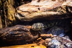 Sicyopterus lagocephalus
