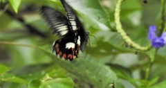 Papilio ambrax