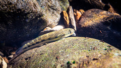 Sicyopterus lagocephalus