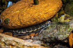 Sicyopterus lagocephalus