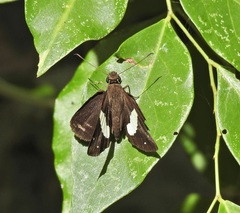 Notocrypta waigensis