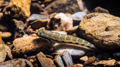 Sicyopterus lagocephalus