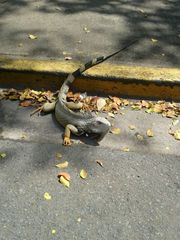 Iguana iguana