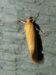 Telocharacta hemicroca