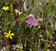 Serruria furcellata