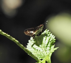 Sabera caesina