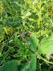 Coccinella septempunctata