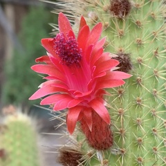 Trichocereus huascha