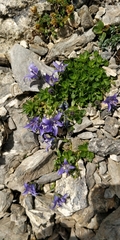 Campanula cenisia